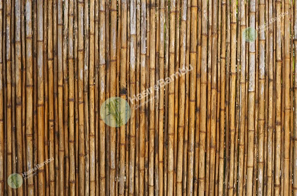 Bambu Kamış