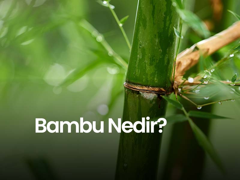 Bambu ve Kargı Arasındaki Farklar Nelerdir