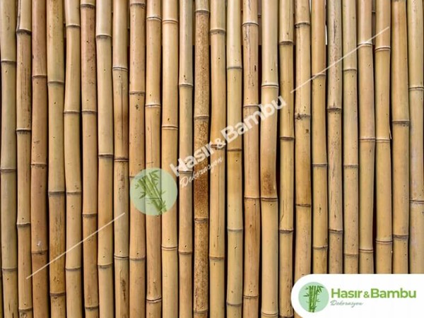 Dekorluk Parlak Kamış