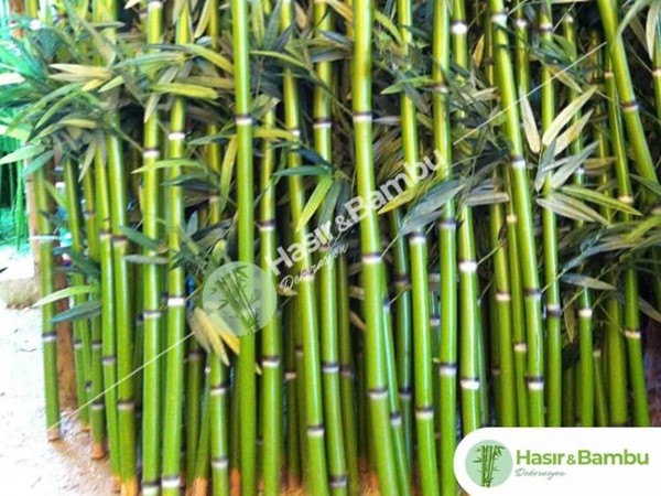 Dekorluk Parlak Kamış