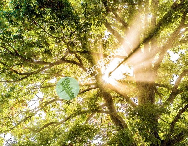 Doğal Mekanların Sağlığa Etkisi